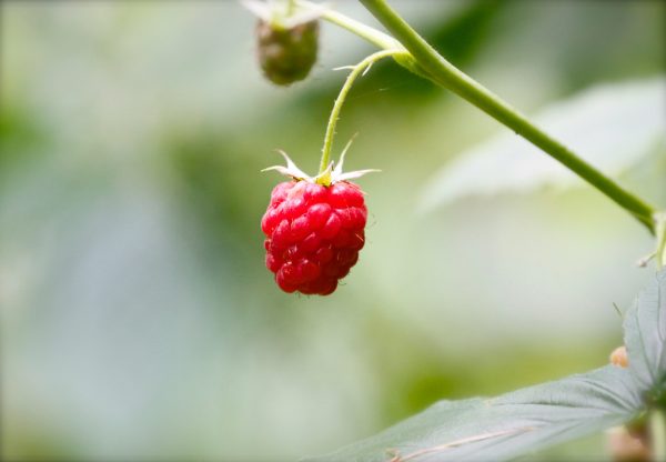 Raspberry on the vine